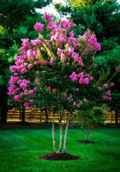 Hopi Crape Myrtle -The Tree Center hopi crape myrtle 3 jpg webp