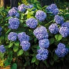 All Summer Beauty Hydrangea