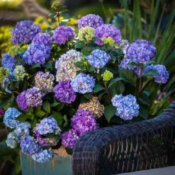 Bloomstruck® Hydrangea -The Tree Center hydrangea bloomstruck 1 600x600 1