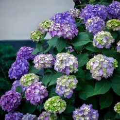 Bloomstruck® Hydrangea -The Tree Center hydrangea bloomstruck 2 600x600 1