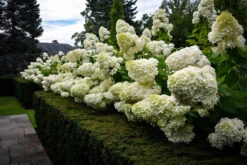 Bombshell Hydrangea -The Tree Center hydrangea bombshell 3 scaled 600x400 1