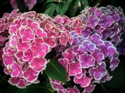Cityline® Mars Hydrangea -The Tree Center hydrangea cityline mars 1 600x450 1