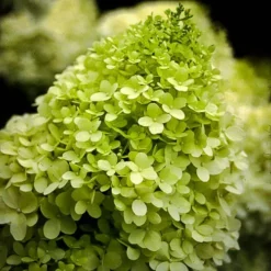 Limelight Hydrangea -The Tree Center hydrangea limelight 3 jpg webp