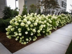 White Wedding Hydrangea -The Tree Center hydrangea white wedding 3 600x450 1