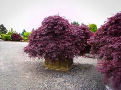 Inaba Shidare Japanese Maple