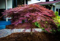 Inaba Shidare Japanese Maple -The Tree Center inaba shidare japanese maple 4 600x413 1