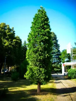 California Incense Cedar -The Tree Center incense cedar 1 jpg webp