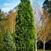 California Incense Cedar
