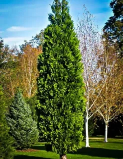 California Incense Cedar