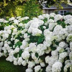 Incrediball® Hydrangea -The Tree Center incrediball hydrangea 1 600x600 1