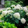 Incrediball® Hydrangea