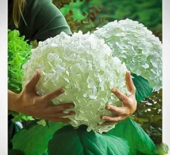 Incrediball® Hydrangea -The Tree Center incrediball hydrangea 3 jpg webp