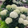 Invincibelle® Wee White Hydrangea