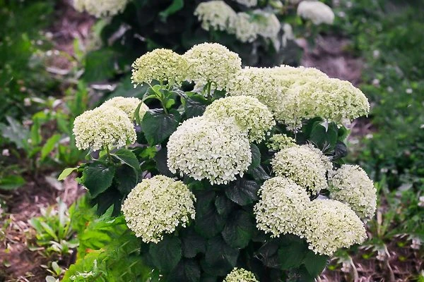 Invincibelle® Wee White Hydrangea 1 Invincibelle® Wee White Hydrangea