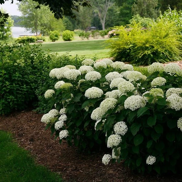 Invincibelle® Wee White Hydrangea 2 Invincibelle® Wee White Hydrangea - Image 2