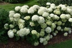 Invincibelle® Wee White Hydrangea 5 Invincibelle® Wee White Hydrangea -The Tree Center invincibelle limetta hydrangea 3 600x401 1