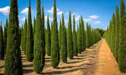 Italian Cypress -The Tree Center italian cypress 2b 600x360 1