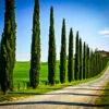 Italian Cypress