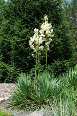 Ivory Tower Yucca