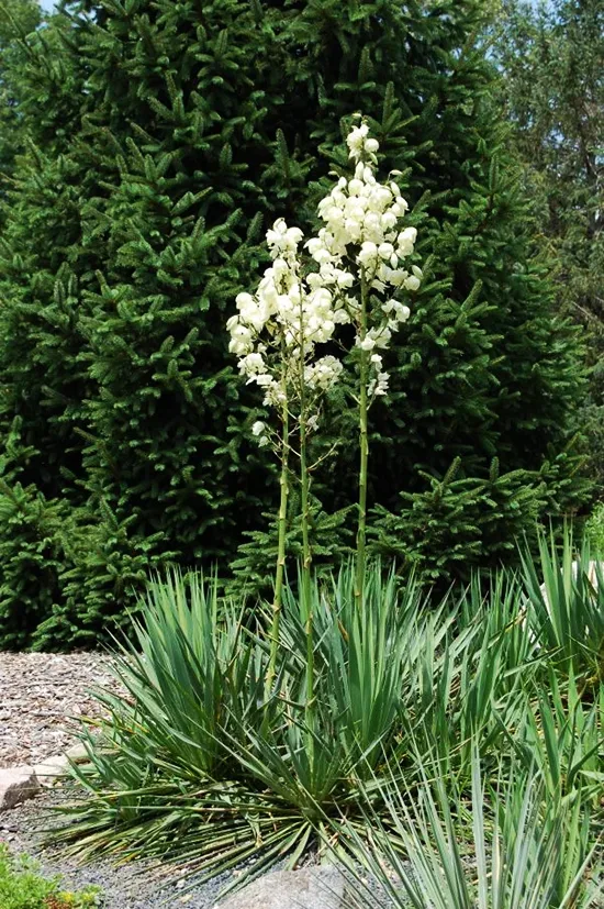 Ivory Tower Yucca 1 Ivory Tower Yucca