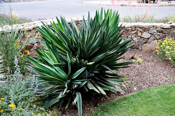 Ivory Tower Yucca 2 Ivory Tower Yucca - Image 2