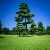Japanese Black Pine