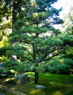 Japanese Black Pine -The Tree Center japanese black pine 3 600x788 1