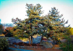 Japanese White Pine -The Tree Center japanese white pine 1 1 600x425 1