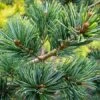 Japanese White Pine