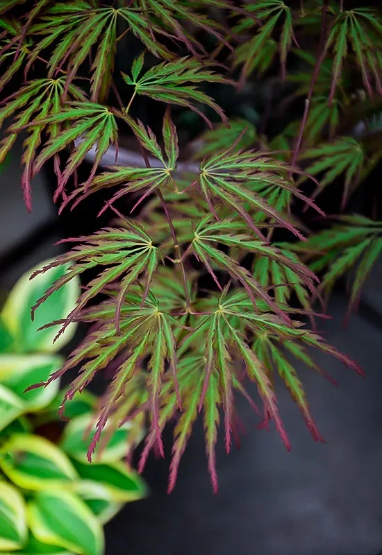 Jeddeloh Orange Japanese Maple 2 Jeddeloh Orange Japanese Maple - Image 2