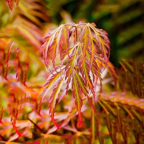 Jeddeloh Orange Japanese Maple 1 Jeddeloh Orange Japanese Maple