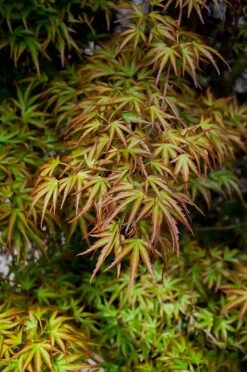 Kamagata Japanese Maple -The Tree Center kamagata japanese maple 2 600x903 1