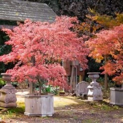 Kamagata Japanese Maple