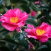 Kanjiro Camellia