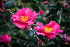 Kanjiro Camellia