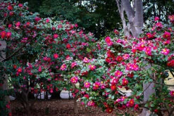 Kanjiro Camellia -The Tree Center kanjiro camellia 2 600x401 1