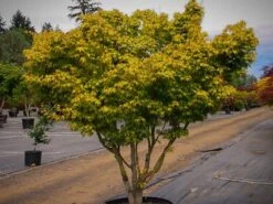 Katsura Japanese Maple -The Tree Center katsura jap map 1 600x450 1