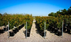 Kay Parris Magnolia -The Tree Center kay parris magnolia 3 600x352 1