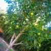 Kieffer Pear Tree