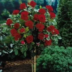 Red Knock Out® Rose - Tree Form