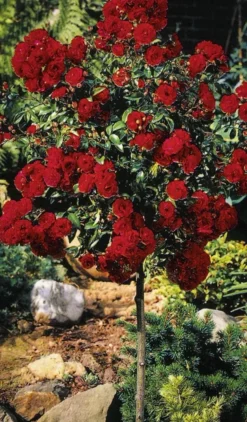 Red Knock Out® Rose - Tree Form -The Tree Center knockout rose tree jpg webp