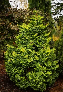 Koster's Hinoki Cypress -The Tree Center kosters hinoki cypress 1 jpg webp