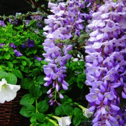 Lavender Falls Wisteria