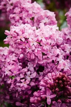 Lavender Lady Lilac -The Tree Center lavender lady lilac 3 jpg webp