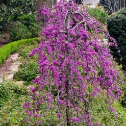 Lavender Twist Redbud