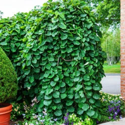 Lavender Twist Redbud -The Tree Center lavender twist redbud 2 600x600 1