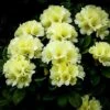 Lemon Dream Rhododendron
