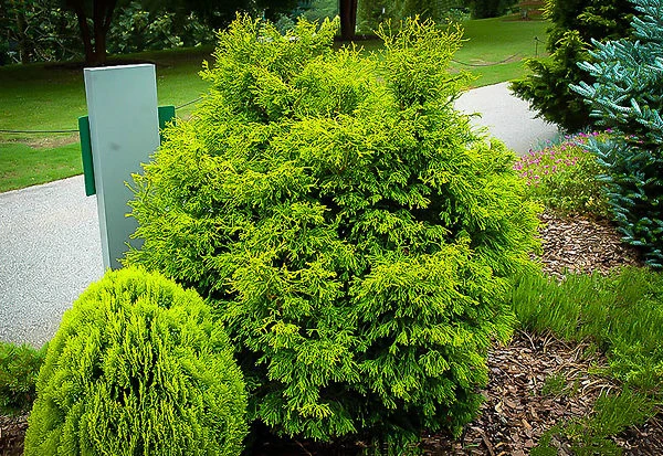 Lemon Twist Hinoki Cypress 1 Lemon Twist Hinoki Cypress