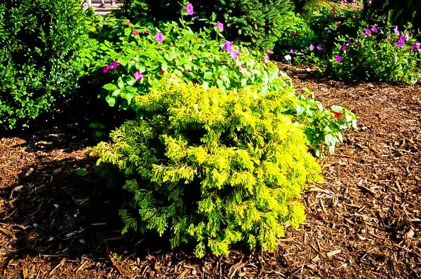 Lemon Twist Hinoki Cypress 2 Lemon Twist Hinoki Cypress - Image 2