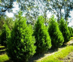 Leyland Cypress -The Tree Center leyland cypress one 600x516 1